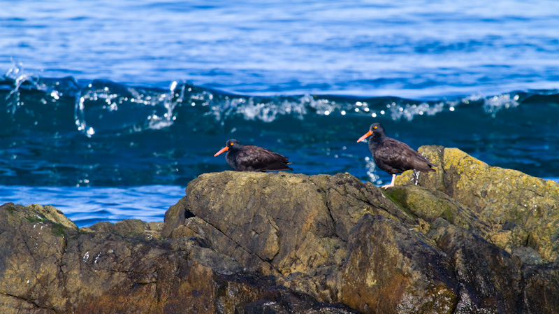 Black Oystercatchers